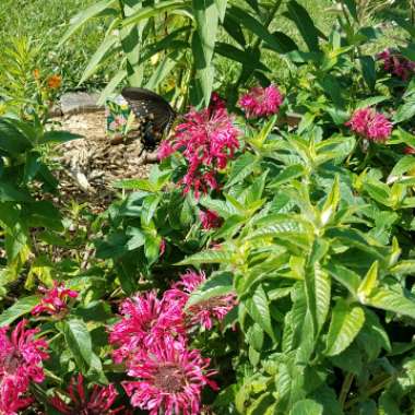 Dwarf Bergamot 'Balmy Rose'