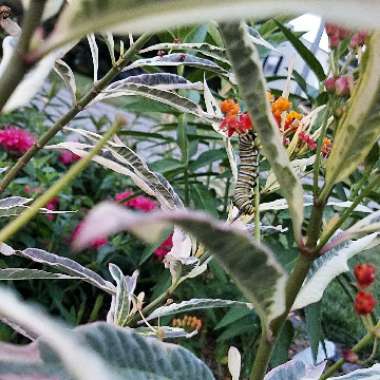 Swamp Milkweed 'Ice Ballet'