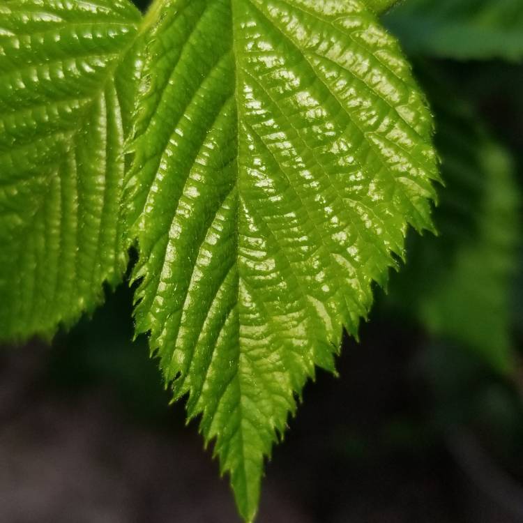 Plant image Rubus fruticosus 'Oregon Thornless'