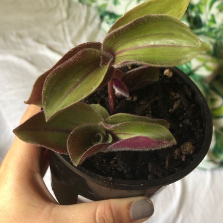 Plant image Tradescantia cerinthoides syn. Tradescantia blossfeldiana, Tradescantia 'Red Hill'