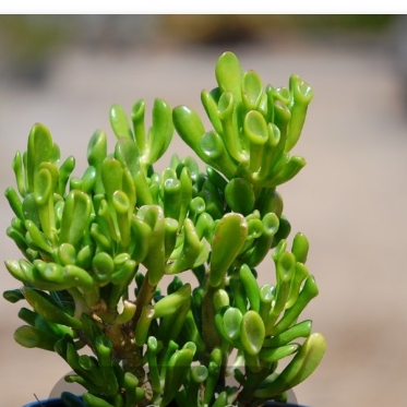 Plant image Crassula Ovata 'Gollum'