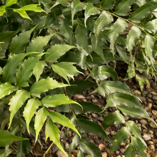 Plant image Cyrtomium Falcatum