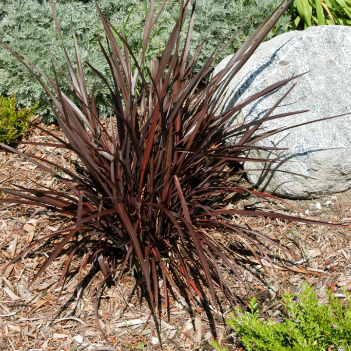 Plant image Phormium tenax