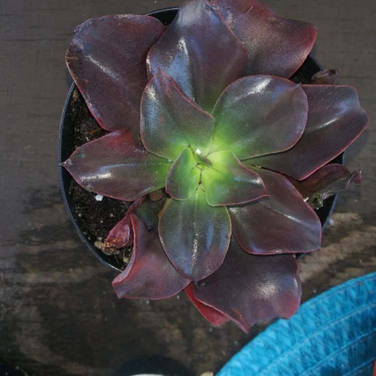 Plant image Echeveria Autumn Flame