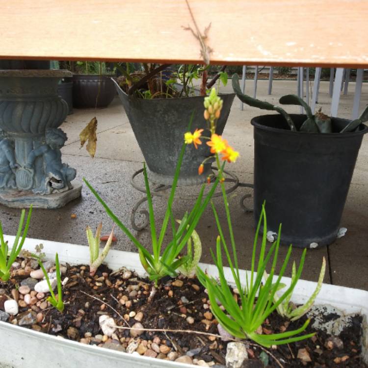 Plant image Bulbine frutescens