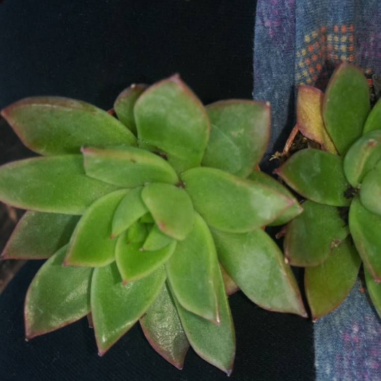 Plant image Echeveria Agavoides Corderoyi