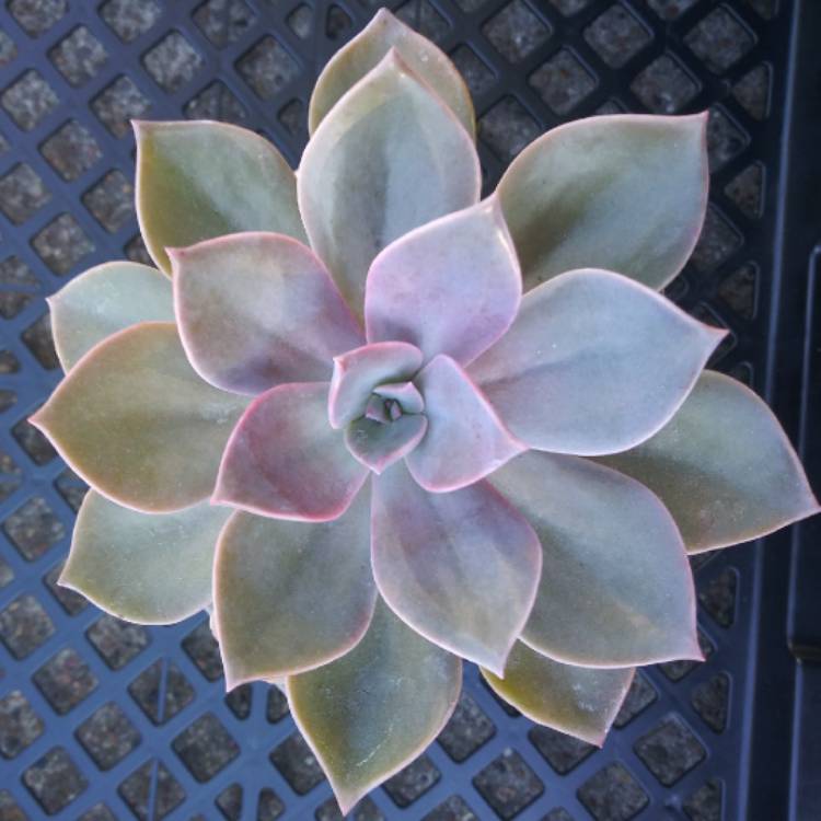 Plant image Echeveria Sanyatwe