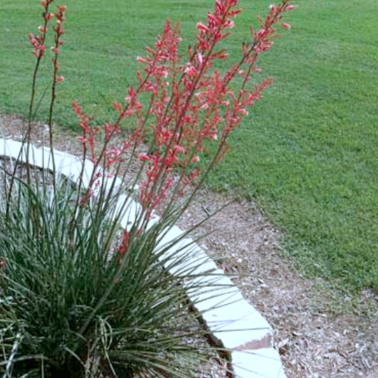 Plant image Hesperaloe Parviflora