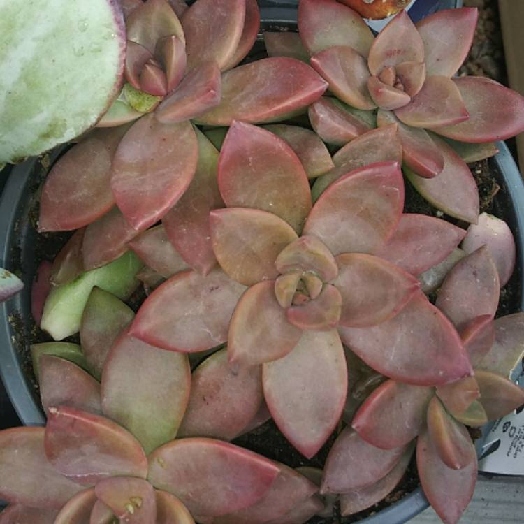 Plant image Graptoveria Vera Higgins