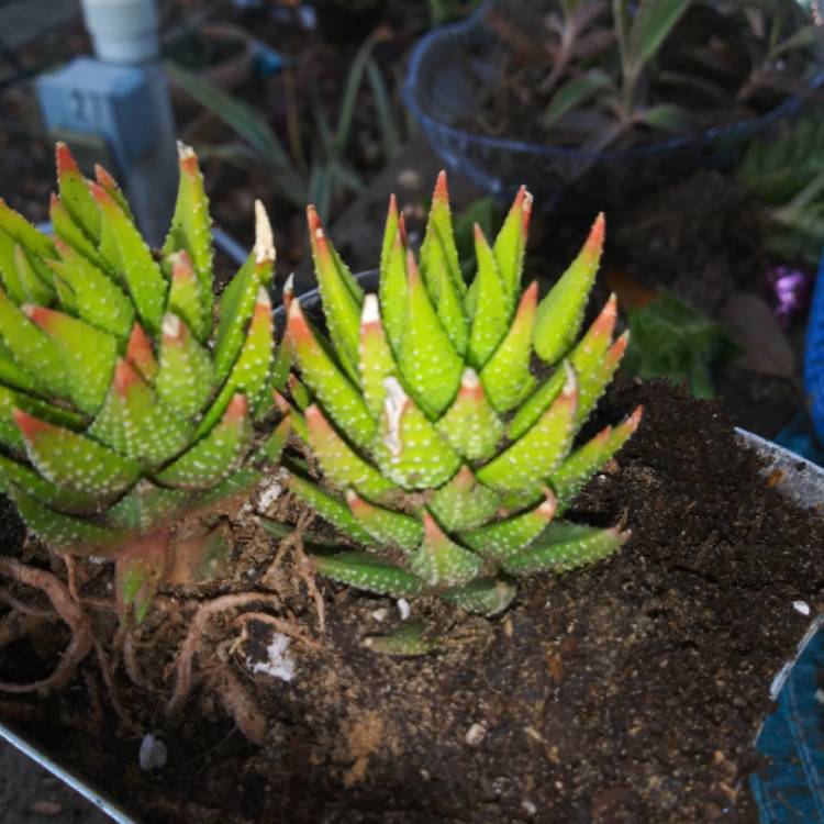 Plant image xGasterworthia 'Royal Highness'