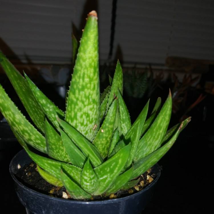 Plant image x Gasteraloe 'Green Ice'