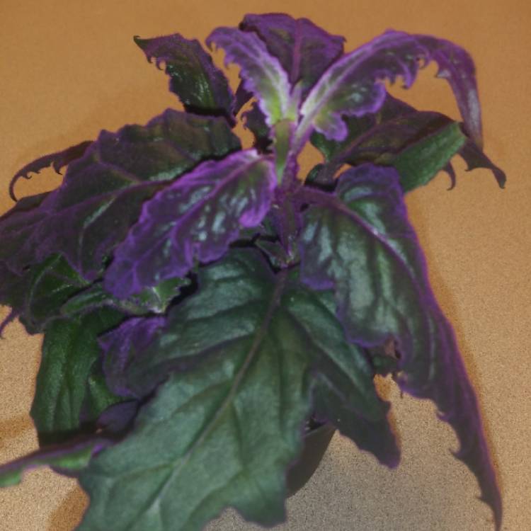 plant image 1244176