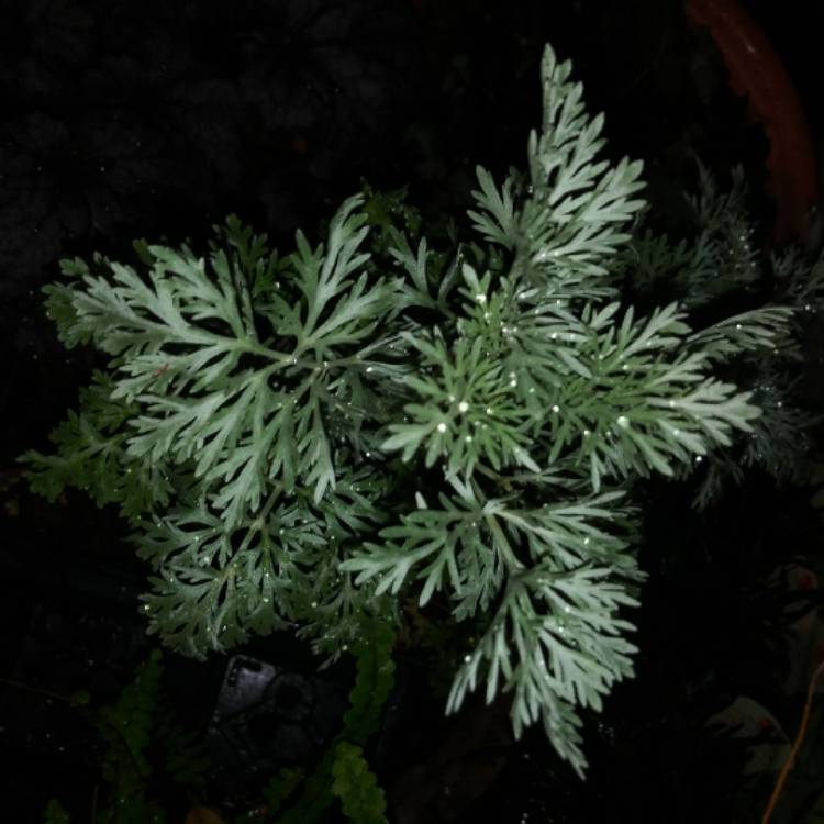 Plant image Artemisia 'Powis Castle'