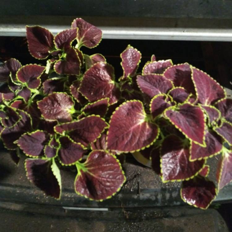 Plant image Solenostemon scutellarioides 'Chocolate Mint'