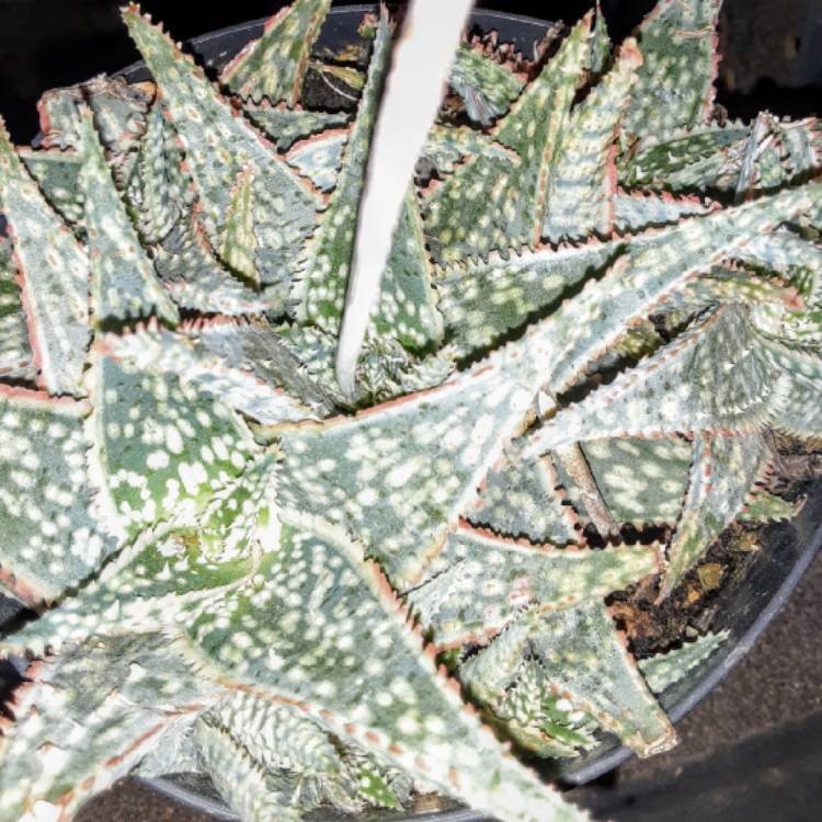 Plant image Aloe Oik