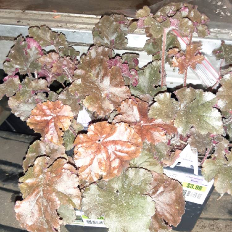 Plant image Heuchera 'Melting Fire'