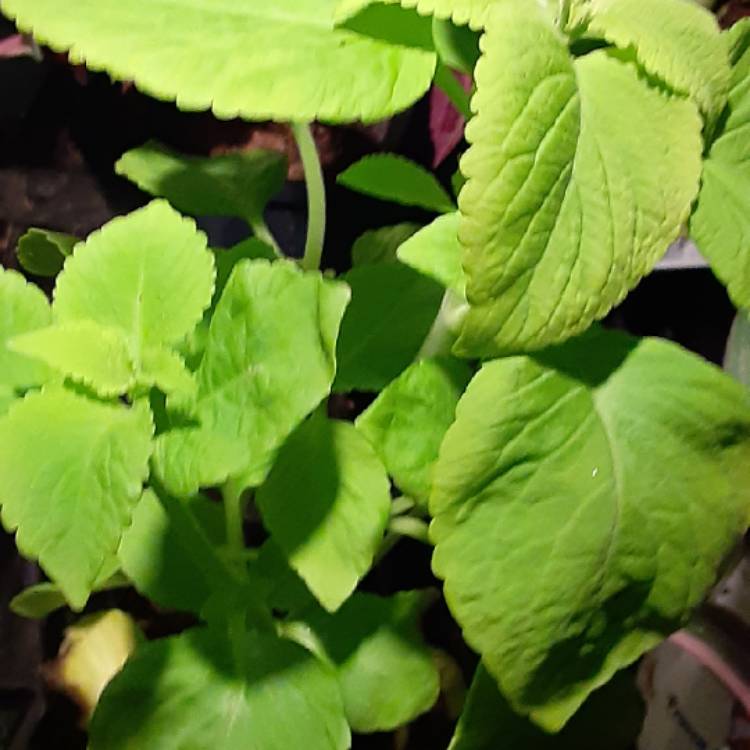 Plant image Plectranthus scutellarioides 'Versa Lime'