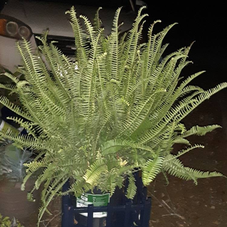 Plant image Nephrolepis obliterata