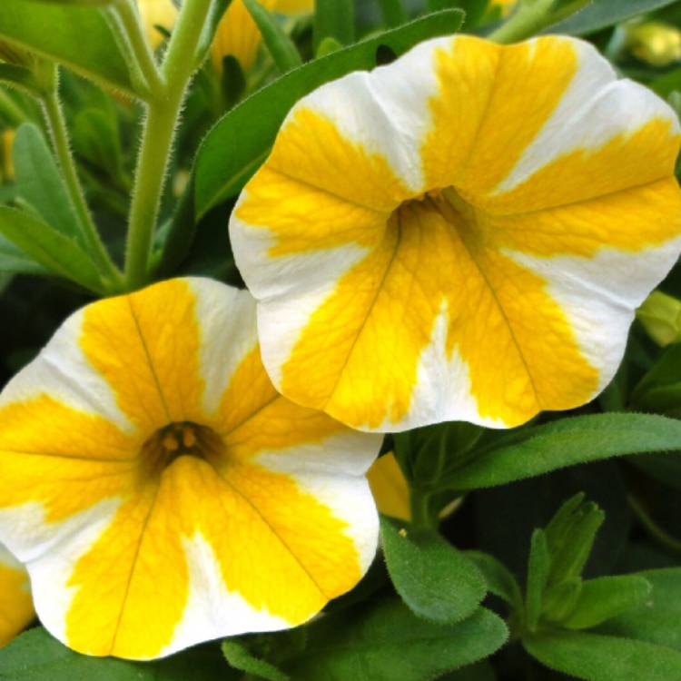 Plant image Calibrachoa 'Superbells®'