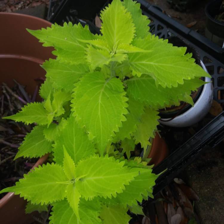 Plant image Plectranthus scutellarioides 'UF0843' syn. Plectranthus scutellarioides 'Wasabi'