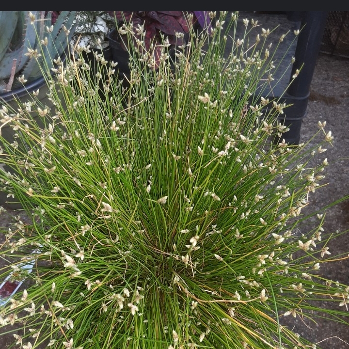 Plant image Isolepis Cernua 'Fairy Lights'