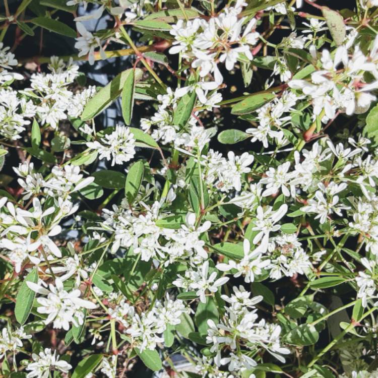 Plant image Euphorbia leucocephala 'Snow Flake'