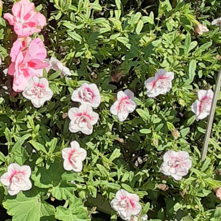 Plant image Calibrachoa 'Cabaret Pink Vein'