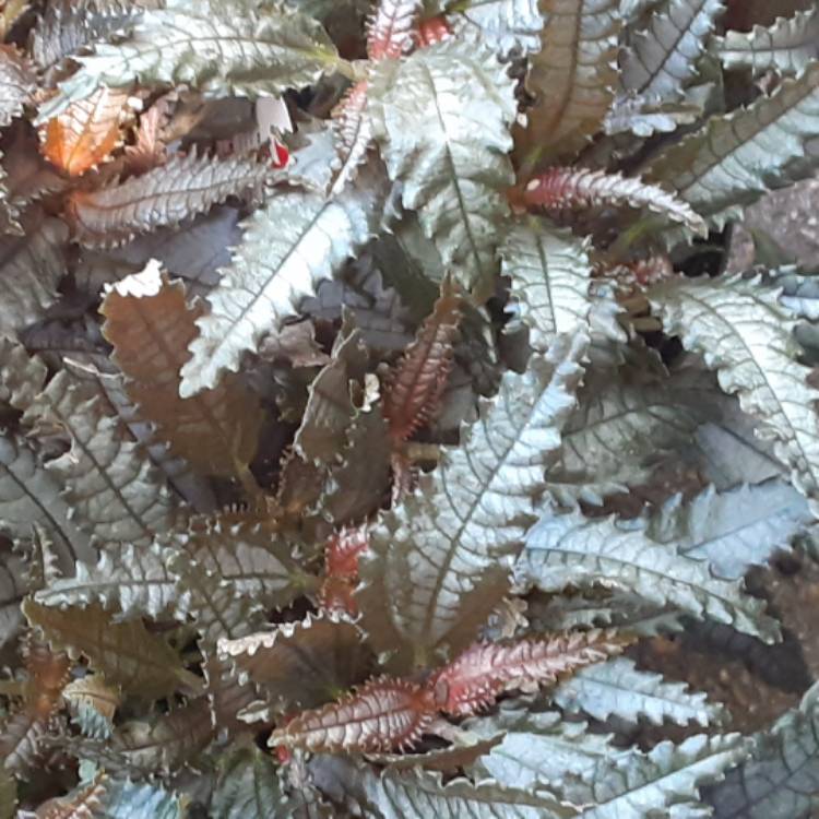 Plant image Pilea involucrata 'Dark Mystery'