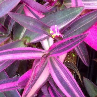 Tradescantia pallida 'Pink Stripe'