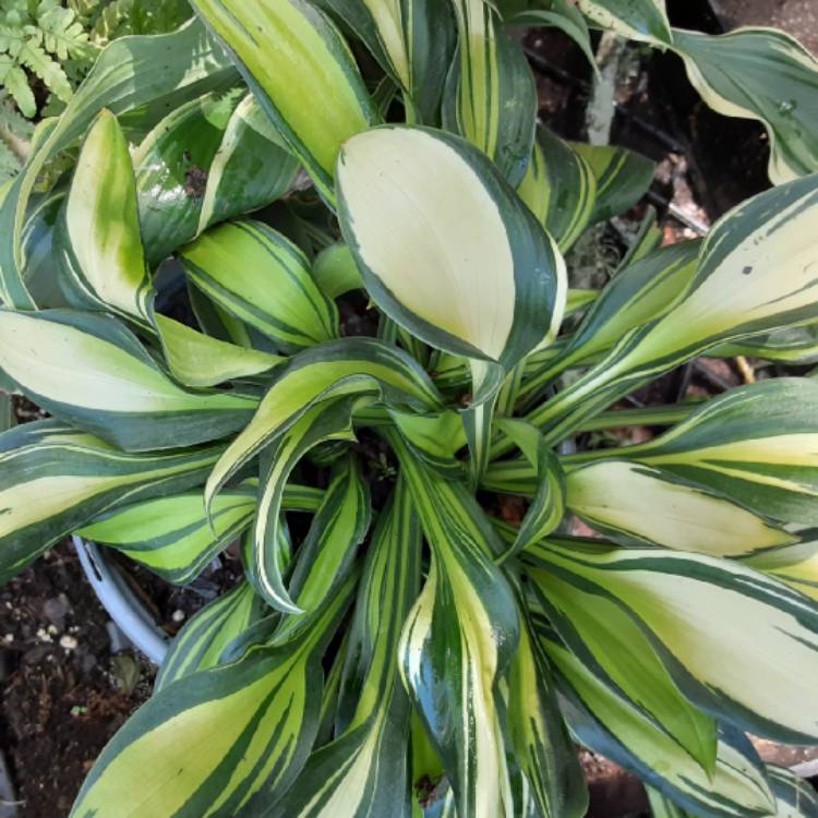 Plant image Hosta 'Vulcan'