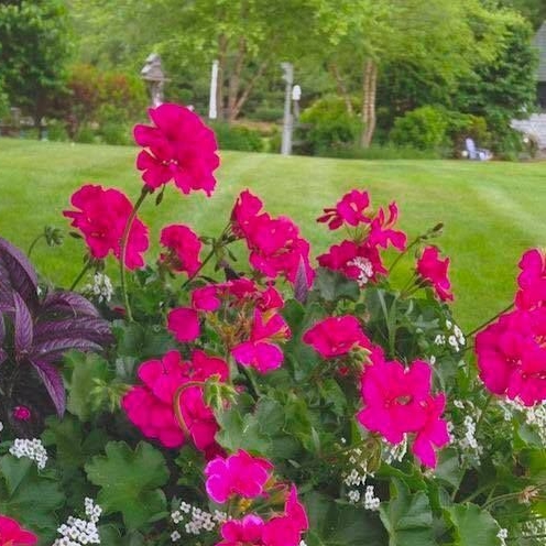 Plant image Pelargonium 'Savannah Hot Pink Sizzle' (Savannah Series)