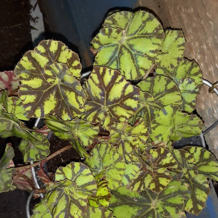 Plant image Begonia bowerae syn. Begonia bowerii, Begonia boweri