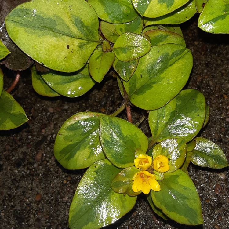 Plant image Lysimachia congestiflora 'Outback Sunset'