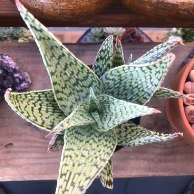 Aloe deltoideodonta 'Delta Lights'