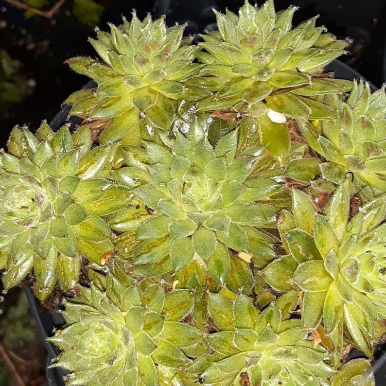 Plant image Jovibarba globifera subsp. hirta var. preissiana