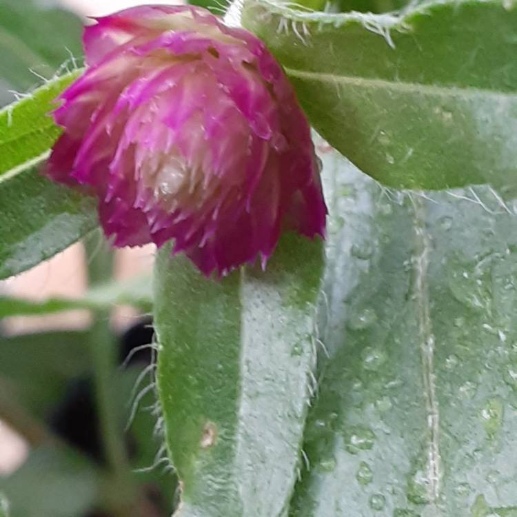 Plant image Gomphrena haageana 'QIS® Carmine'