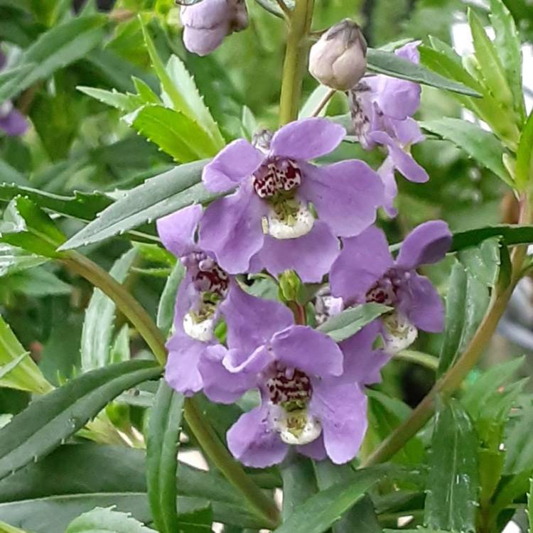 Plant image Angelonia Salicariifolia