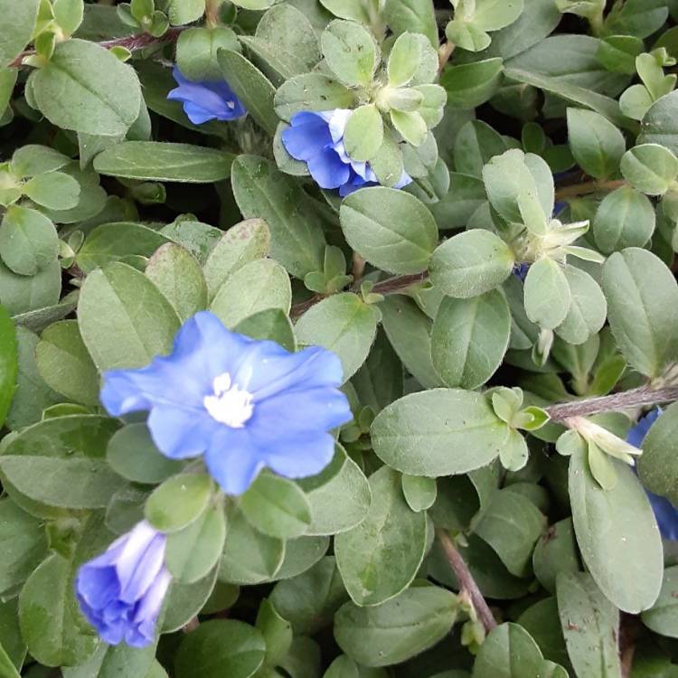 Plant image Evolvulus Nuttallianus