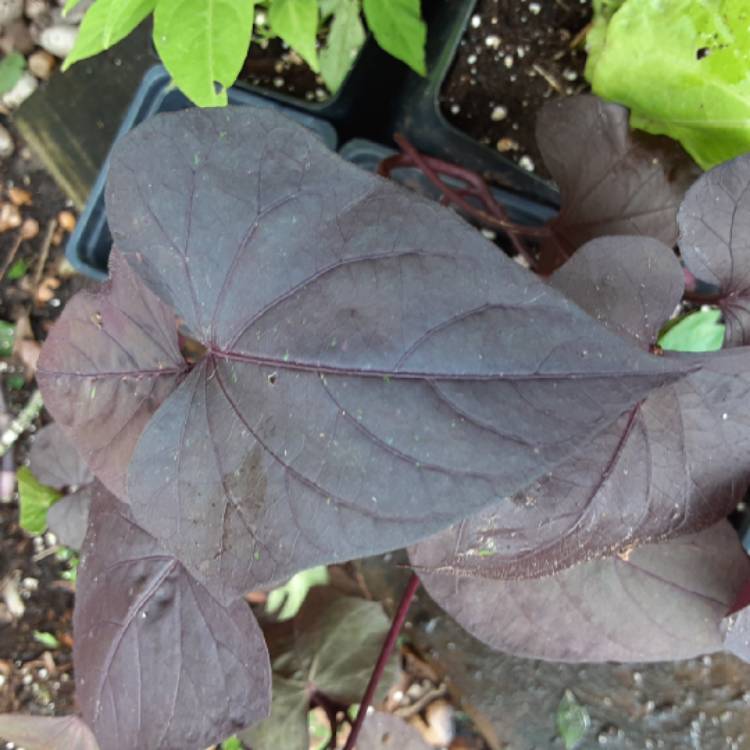 Plant image Ipomoea batatas 'Seki Blahrt' syn. Ipomoea batatas 'Sidekick Black Heart'