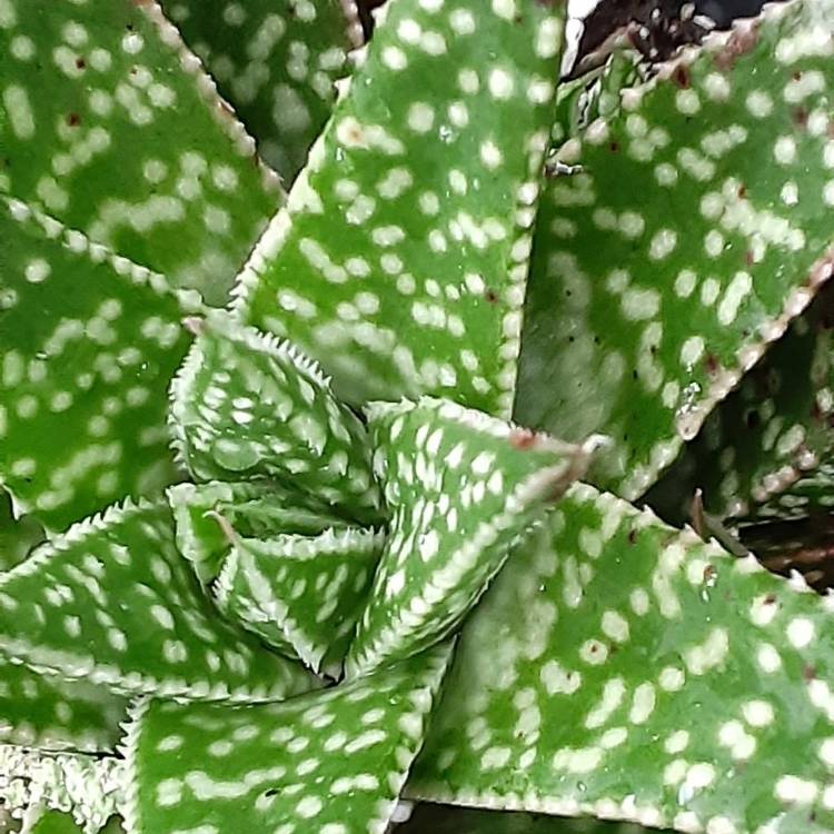 Plant image Gasteria Royal Wolfgang