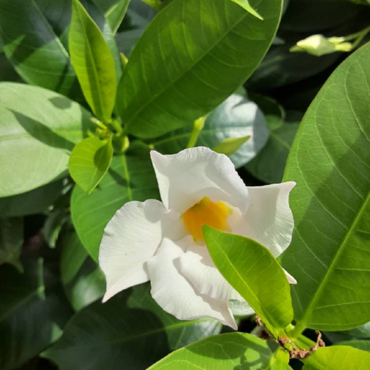 Plant image Mandevilla boliviensis syn. Dipladenia boliviensis