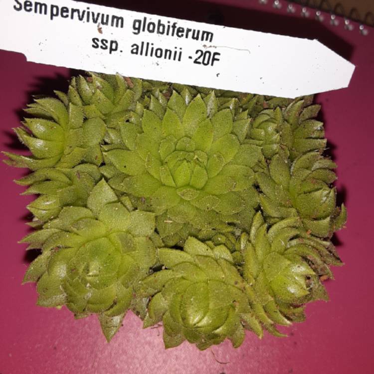 Plant image Sempervivum Jovibarba Allionii