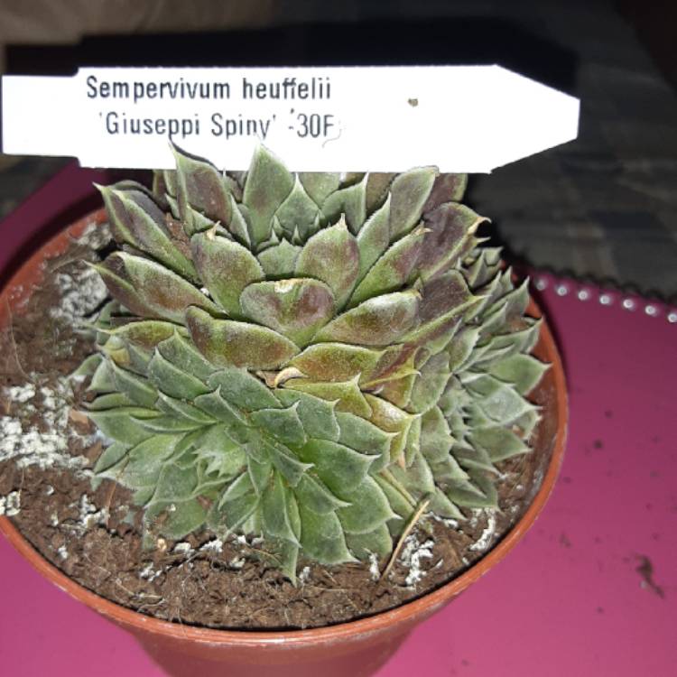 Plant image Sempervivum Heuffelii ‘Giuseppi Spiny'