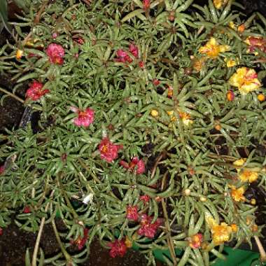 Portulaca grandiflora 'Everbloom' (Mix)