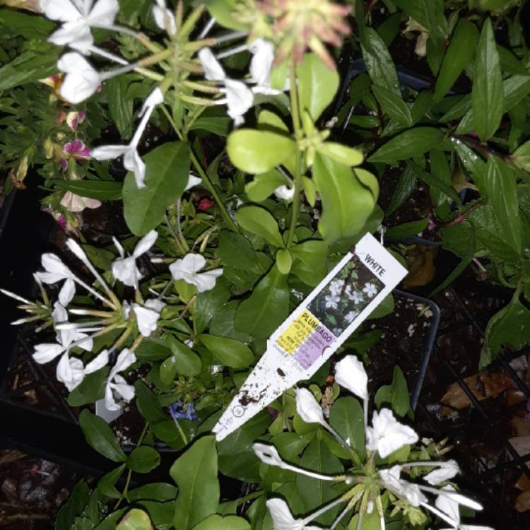 Plant image Plumbago auriculata f. alba syn. Plumbago auriculata var. alba, Plumbago capensis alba, Plumbago capensis 'Alba'