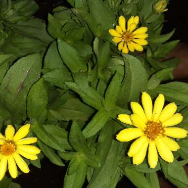 Zinnia elegans