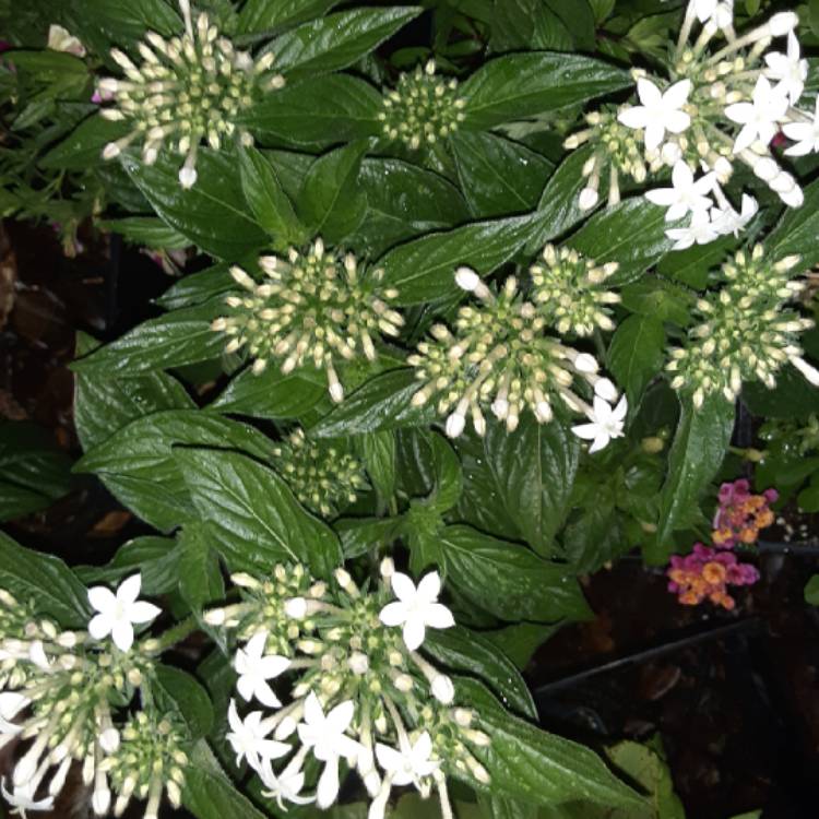 Plant image Pentas lanceolata 'Starcluster White'