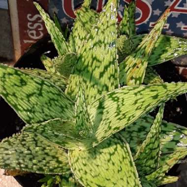 Aloe hybrid 'Pink Blush'