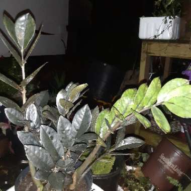 Zamioculcas zamiifolia