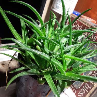 Aloe hybrid 'Firebird'